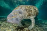 Crystal River - Manatee