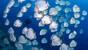 Nordsulawesi - Murex Manado - Batfish - Bunaken Nationalpark