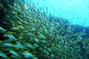 Extra Divers El Quseir