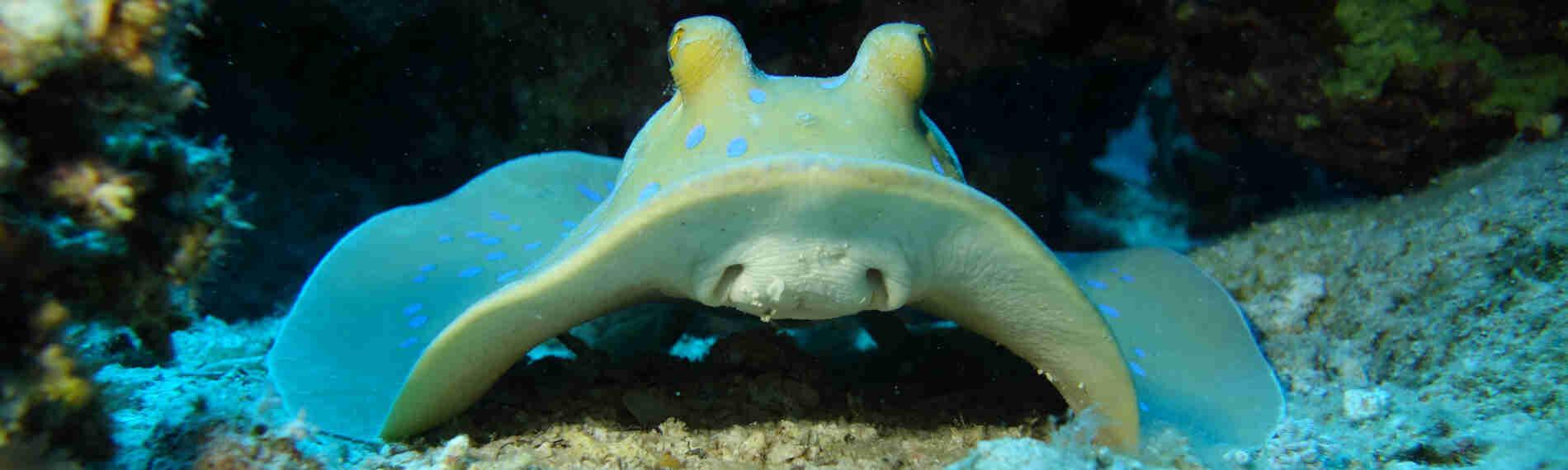 Ägypten - Dahab - Lagona Divers Süd - Blaupunktrochen