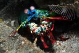 Philippinen - Easy Diving Sipalay - Mantis Shrimp