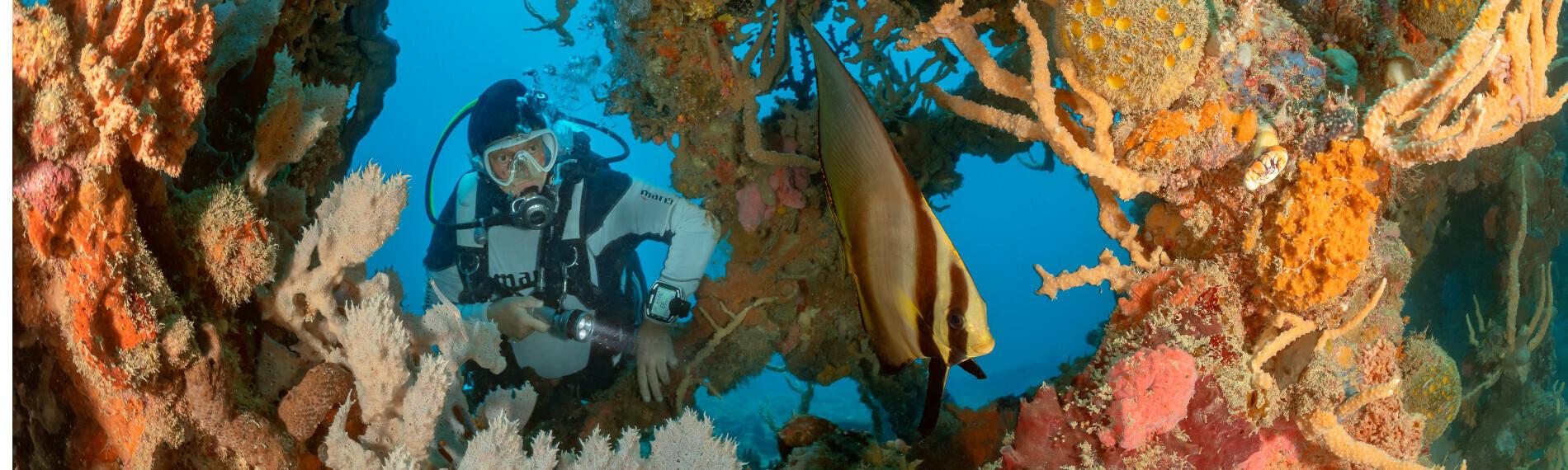 Philippinen - Busuanga - Coron - Easy Diving Coron - Batfish