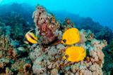 Soma Bay - Extra Divers Sharm el Naga - Hausriff (4)