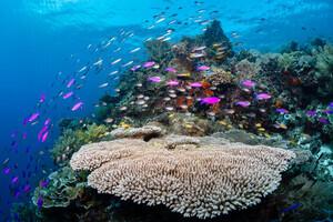 Sea Explorers Cabilao