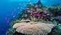 Philippinen - Cabilao - Sea Explorers - Riffimpressionen