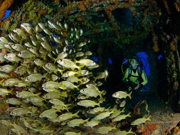 Key Largo - Wrack DUANE - Fischschwarm 