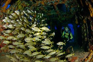 Key Largo - Wrack DUANE - Fischschwarm 