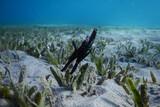 Coral Garden - Ghost Pipefish in der Seegraswiese am Hausriff