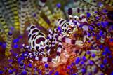 Lembeh Resort Unterwasserleben
