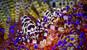 Lembeh Resort Unterwasserleben