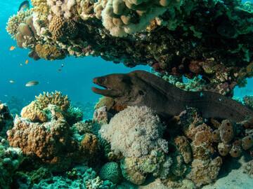 Ägypten - Tauchrevier El Quseir - Muräne