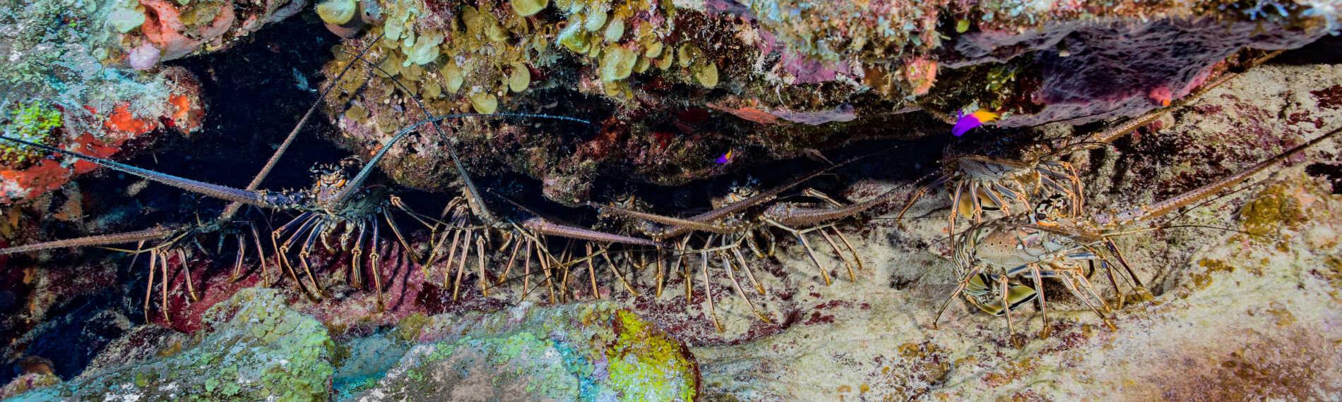 Lobster Lighthouse Reef