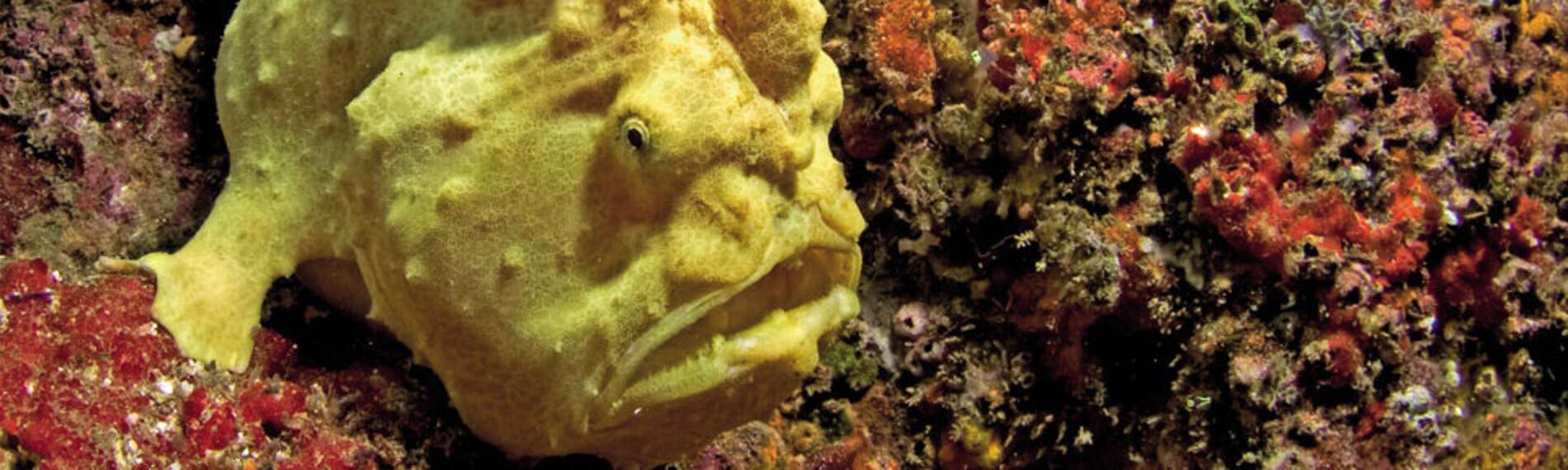 Mozambique - Frogfish