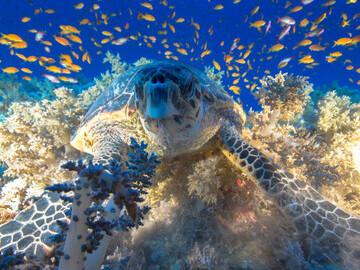 Ägypten - Tauchrevier Marsa Alam - Schildkröte
