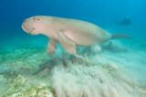 Philippinen - Busuanga - Dugong Dive Center - Copyright Gerald Nowak