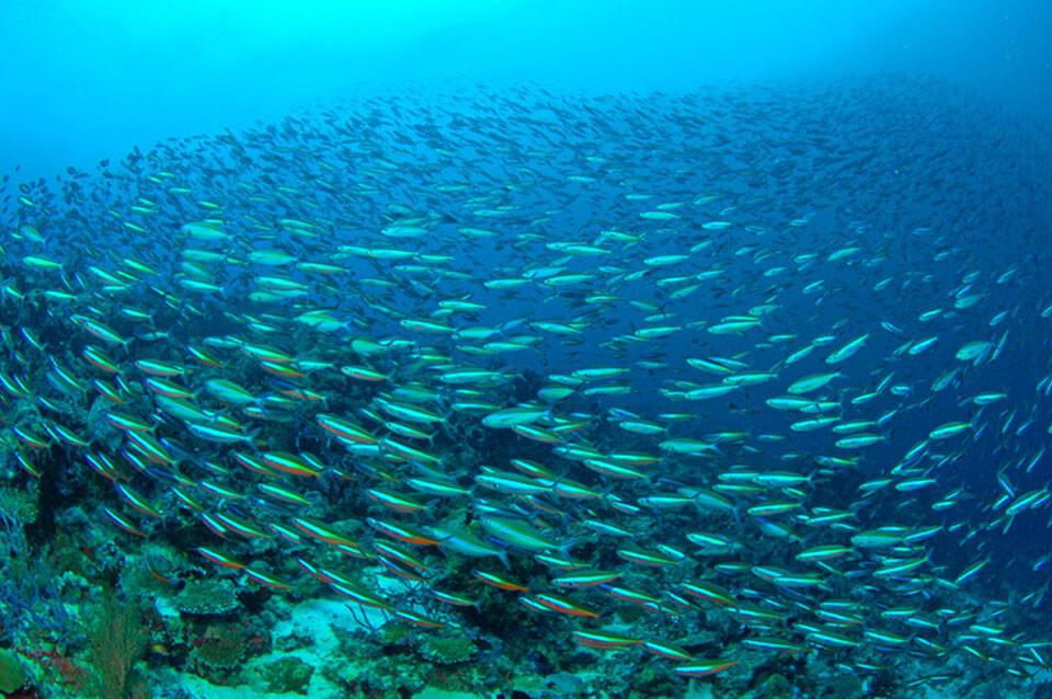 Malediven - Fischschwarm