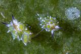 Lembeh Strait - Eco Divers Lembeh - Nacktschnecken Costasiella