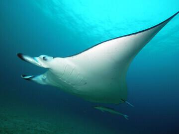 Mirbat  Unterwasserimpressionen ©  Extra Divers,  Barney