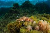 Malta - Gozo - Extra Divers - Sepia