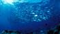 Philippinen - Siquijor - Sea Explorers - Jacks