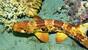 Nabucco Spice Island, Walking Shark