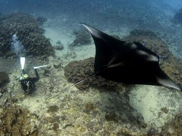 Yap - Manta Ray