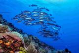 Nordsulawesi - Murex Manado - Jacks im Bunaken Nationalpark