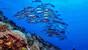 Nordsulawesi - Murex Manado - Jacks im Bunaken Nationalpark