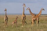 Kenia - Safari, Giraffen.