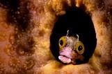 Bonaire - Unterwasserwelt , © Buddy Dive Resort