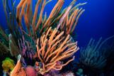 Bonaire - Unterwasserwelt, © Buddy Dive Resort