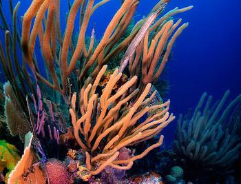 Bonaire