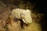 Unterwasserwelt Sardinien © ORCA Dive Club