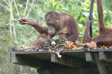 Balikpapan -  Samboja Lodge, Orang Utan Inseln