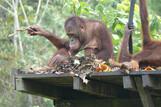 Balikpapan - Samboja Lodge, Orang Utan Inseln