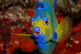 Bonaire - Unterwasser