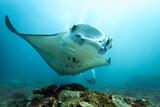 Bali, Siddhartha Dive Center, Manta