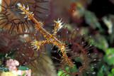 Gangga Island - Ornate Gosth Pipe Fish