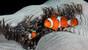 Osttimor - Dive Timor Lorosae - Clownfish