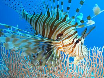 Ägypten - Tauchrevier Dahab 