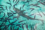 Indonesien - Emperor, Blacktip Reef Shark