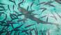 Indonesien - Emperor, Blacktip Reef Shark