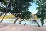 Lembeh - White Sands Beach Resort, Strand