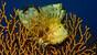 Sambirenteng - Bali Villa Dive Resort, Unterwasser Schaukelfisch