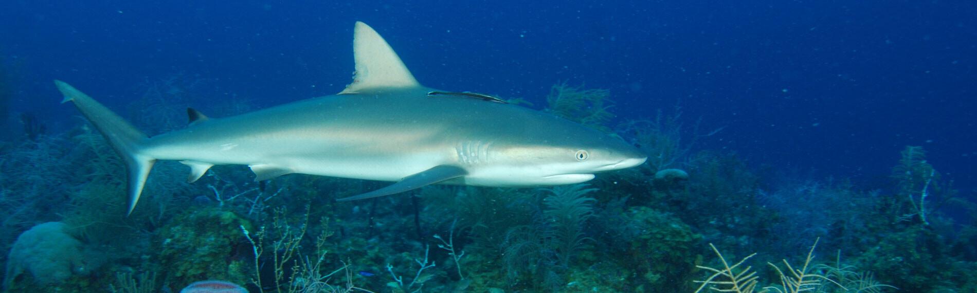 Kolumbien-Providencia-Sirius-Dive-Station