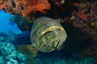 Key Largo - Molasses Reef, Zackenbarsch