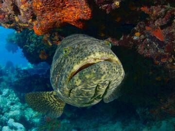 Key Largo - Molasses Reef, Zackenbarsch