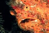 Borneo - Frogfish