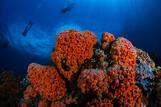 Lembeh  Resort Unterwasserimpressionen