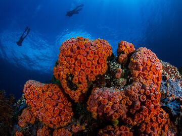 Lembeh  Resort Unterwasserimpressionen